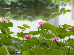 -成都南湖公园