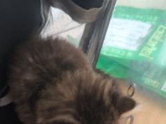 -艾贝尔宠物医院·狂犬免疫点(江山金象城店)