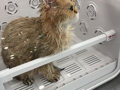 -爱洗澡的猫(望京店)