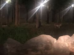 -清迈夜间动物园