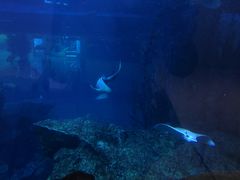 -迪拜水族馆及水下动物园