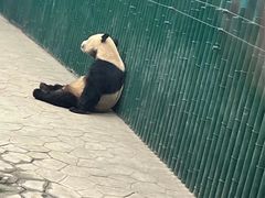 -沈阳森林动物园