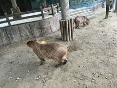 -北京世界公园