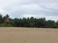 -东郊椰林