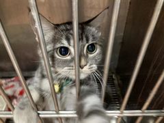 -荔康动物医院(康王北路店)