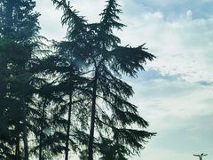 -洛阳市隋唐城遗址植物园