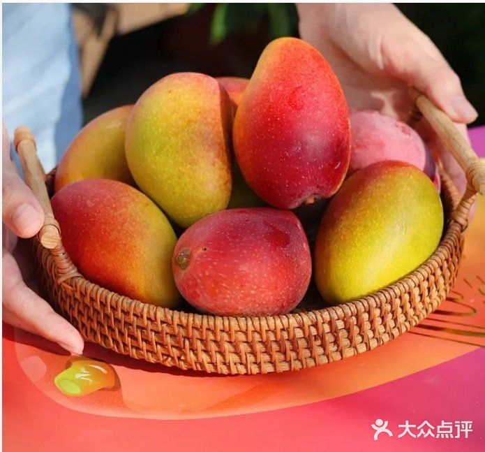 海南貴妃芒，樹上熟的“彩虹布丁”