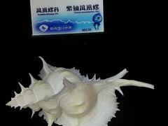 -贝壳梦幻世界