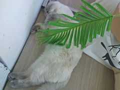 -藏猫猫咖啡主题馆(中央大道店)