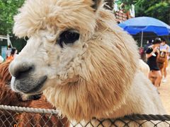 -大连森林动物园