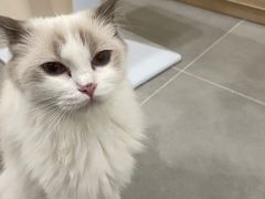 -有喵·猫咖·狗咖·30几只猫10只小狗(岗厦店)