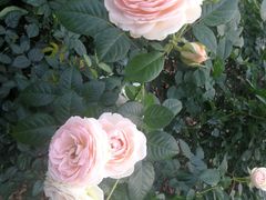 -人民公园(罗湖区)