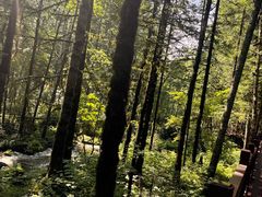 -汤旺河林海奇石景区