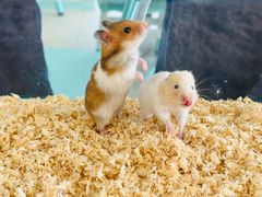 -怪兽屋·羊驼·猫咖·狗咖(俊华广场店)