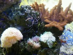 -御唐府海珊瑚主题餐厅