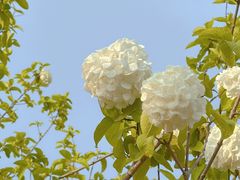 -羊山湖公园