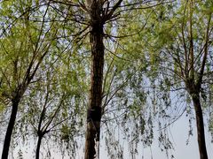 -蒲河岛湿地公园