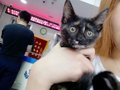 -申普宠物医院·心脏介入·心血管微创(总院)