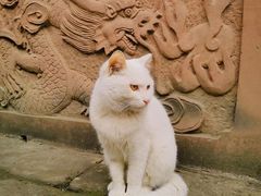 -青羊宫