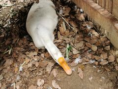 -上膳源有机农场