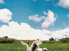 -盐城丹顶鹤湿地生态旅游区