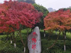 -龙头寺公园