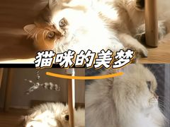 -钦宠·猫咪售卖·洗护·寄养(东圃旗舰店)