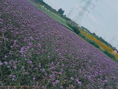 -紫颐香薰山谷景区