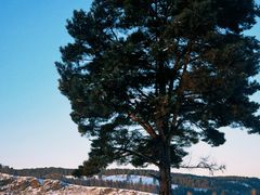 -北极村旅游风景区