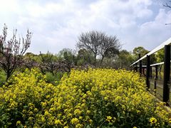-南汇桃花村