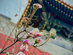-故宫博物院(故宫)