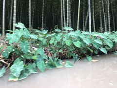 -同里国家湿地公园
