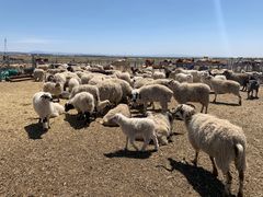 -敕勒川草原文化旅游区