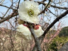 -无锡梅园公园