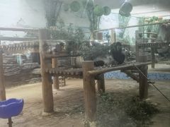 -西霞口神雕山野生动物世界