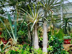 -国家植物园南园