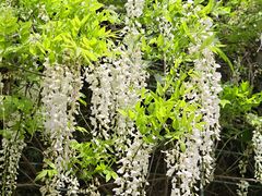 -都江堰玫瑰花溪谷