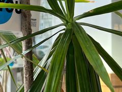 -Blueglass酸奶(财富购物中心店)