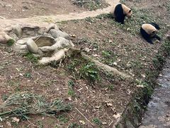 -都江堰中华大熊猫苑
