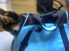 -爱侣宠医·鹦鹉专科·小型哺乳类·异宠专科(灵石路店)