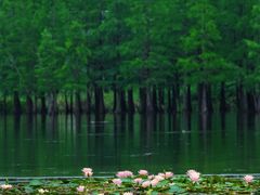 -白鹭湾湿地公园