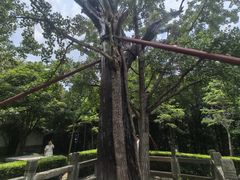 -上海佘山国家森林公园天马山园