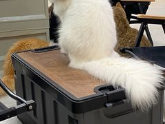 -Heymao猫咖.咖啡厅(东门店)