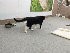 -芭比堂动物医院·犬猫全科·异宠专科(雁塔分院)