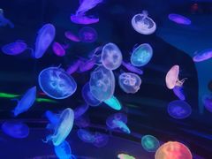 -菊上料理(蜀山银泰百货店)