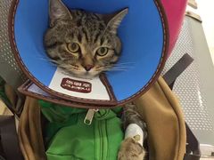 -米苏动物医院·犬猫专科·骨科外科内窥镜
