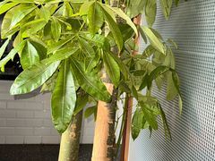 -额尔敦草原涮羊肉·烧烤(冻青树总店)