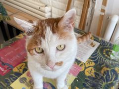 -平行世界·猫咖(首经贸店)