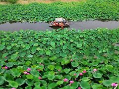 -荷塘月色湿地公园·向阳花洲