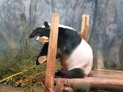 -深圳野生动物园